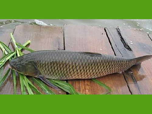 草魚(yú)