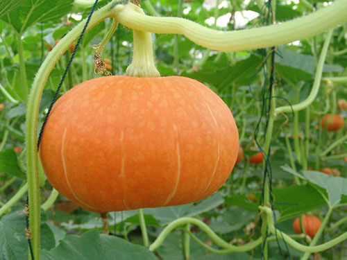 海南加快推進(jìn)外延蔬菜生產(chǎn)基地建設